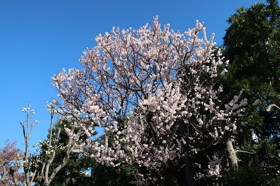 042 桜