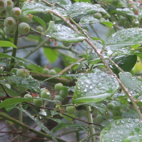 小糠雨　雨上がり②