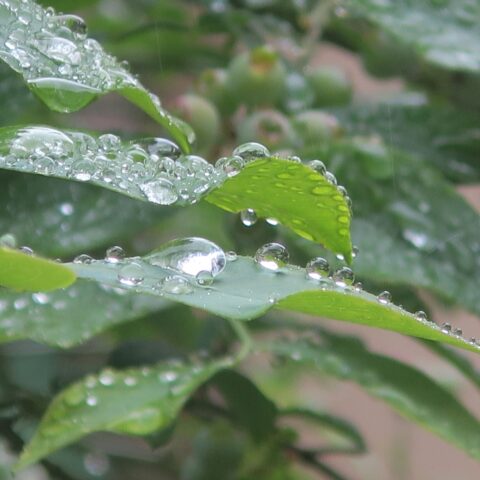 小糠雨　雨上がり③