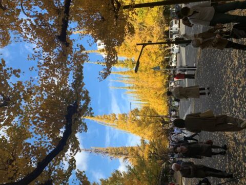 イチョウ②