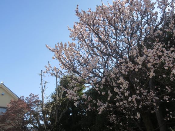 梅